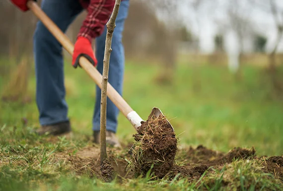 Benefits of Our Tree Planting Service, highlighting enhanced curb appeal, improved air quality, and long-term property value appreciation.