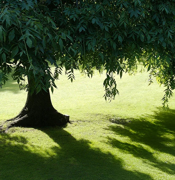 Best Shade Trees in Phoenix AZ, providing cooler outdoor spaces and energy savings with strategic planting.