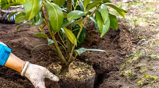 Residential Tree Planting Service in Goodyear AZ, improving curb appeal and property value through personalized landscape design.