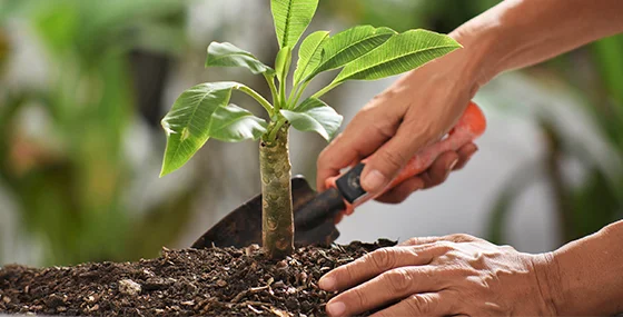 Professional tree planting services in Surprise AZ, ensuring proper planting techniques for healthy tree growth and landscape enhancement.